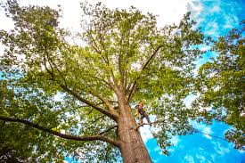 Best Tree Mulching  in Arcadia, WI