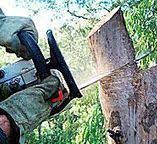 Best Tree Disease Treatment  in Arcadia, WI