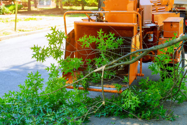 Best Lawn Drainage Solutions  in Arcadia, WI