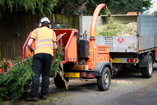 Best Stump Grinding and Removal  in Arcadia, WI