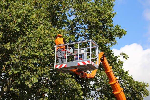 Best Tree Removal  in Arcadia, WI