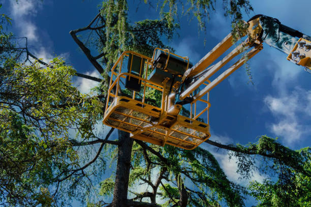 Best Palm Tree Trimming  in Arcadia, WI
