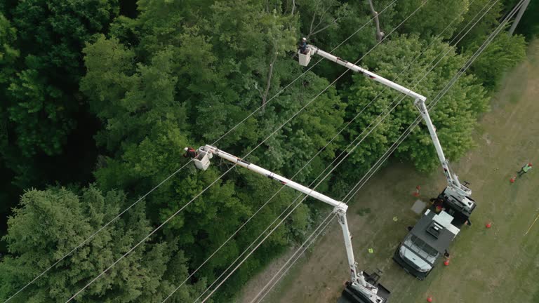 Best Tree Risk Assessment  in Arcadia, WI