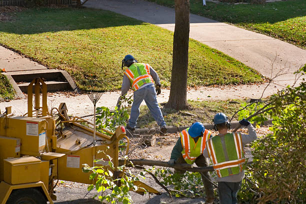 Trusted Arcadia, WI Tree Services Experts