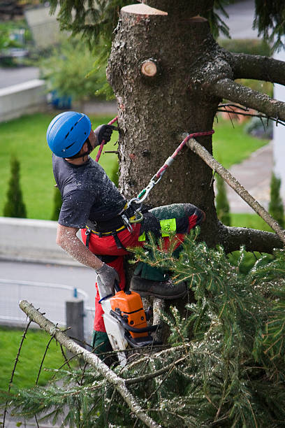 Best Lawn Mowing  in Arcadia, WI