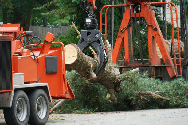 Best Root Management and Removal  in Arcadia, WI