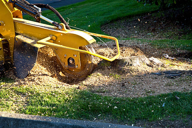 Best Tree Preservation Services  in Arcadia, WI