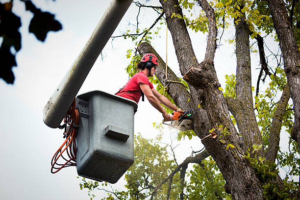 Best Tree Removal  in Arcadia, WI