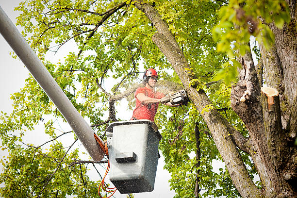  Arcadia, WI Tree Services Pros