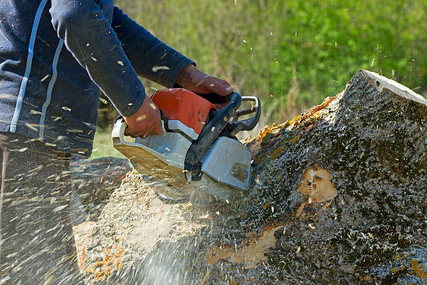 Best Leaf Removal  in Arcadia, WI