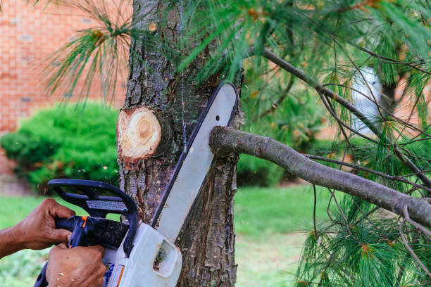 Best Tree Maintenance Programs  in Arcadia, WI
